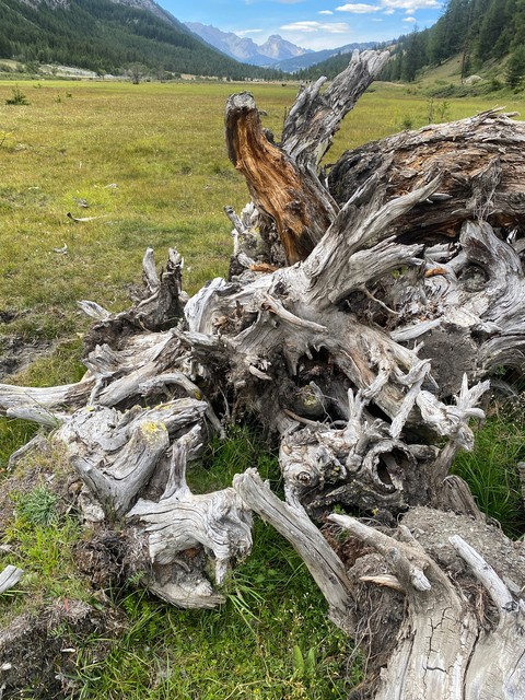 Radici di un grande albero sradicato, in un prato di montagna